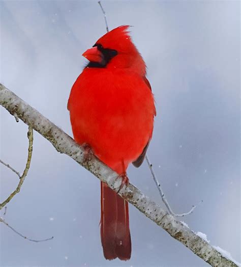Male Northern Cardinal In Snowfall Photograph By Bewokephotography Krob