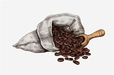 手绘咖啡豆矢量图设计素材