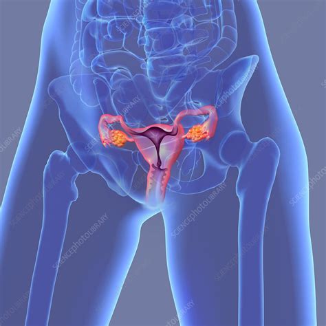 Female Reproductive System Illustration Stock Image C049 2600 Science Photo Library