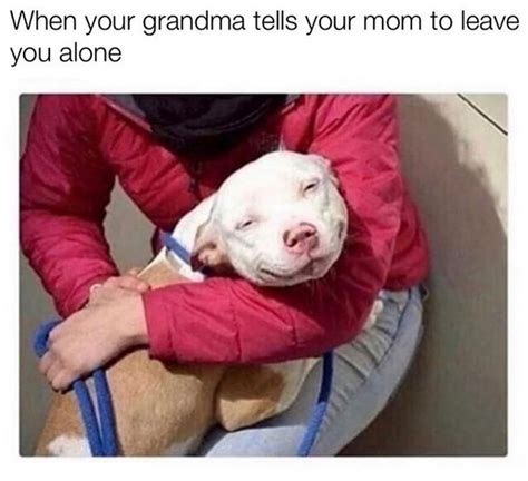 The 15 Funniest Pitbull Memes Of The Week Page 2 Of 3