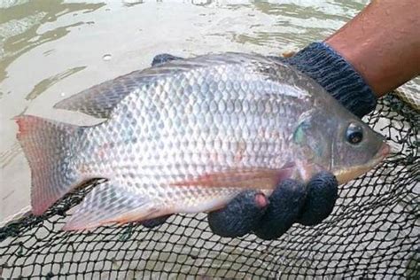 Kita semua tahu akan jenis ikan air tawar ini. Info Ikan Nila: Tips Budidaya, Pakan, Manfaat dan Jenis