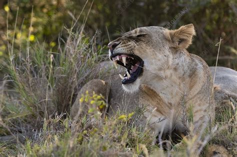 Lioness Snarling Stock Image C0546475 Science Photo Library