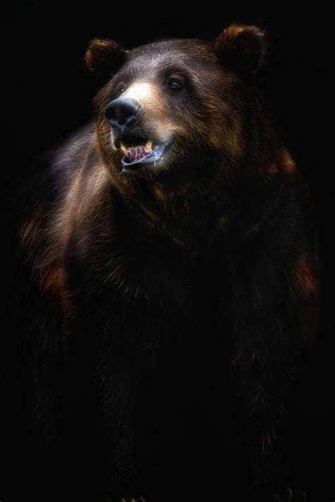 Somerset House Images Brown Bear Portrait