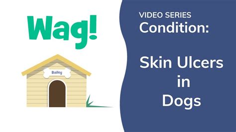 Skin Ulcers In Dogs Wag Youtube