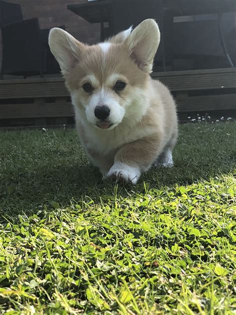 Find corgi breeders near and far. 16 Awesome How Much Do Corgi Puppies Cost | Puppy Photos