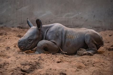 Birth Of Rare Baby Female Rhino Celebrated At Chester Zoo The Bolton News