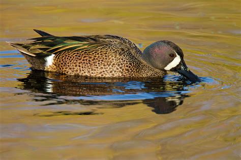 Blue Winged Teal Anas Discors Photograph By Larry Ditto