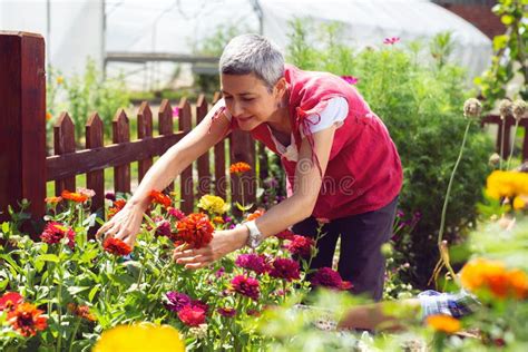 Beautiful Mature Woman Gardener Cutting Little Flower Plant Stock Image
