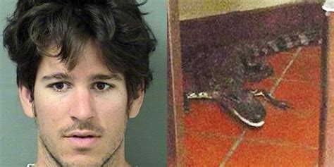 Man Throws Live Alligator Into Wendys Drive Thru Window The Dodo