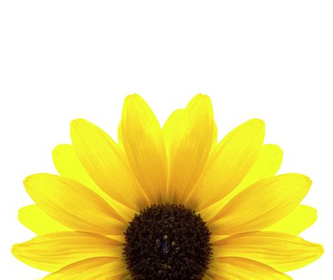 Top 96 Imagen White Yellow Flower Background Vn