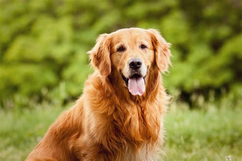 De 7 Beste Hondenrassen Voor Kinderen De Juiste Hond Voor U Honden