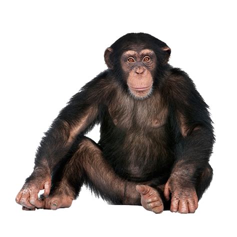 Monkey Png Hd Isolated Png Mart