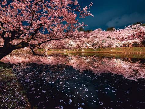 North Japans Magical Cherry Blossom Scenes Captured By Photographer As
