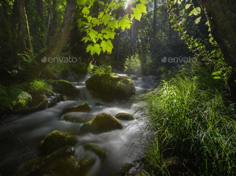 Sunlight Filtered By The Leaves Of Maple Trees On A Stream Stock Photo