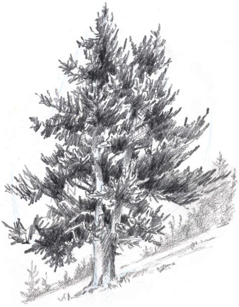 How To Draw Trees Conifers John Muir Laws Easy Pencil Drawings