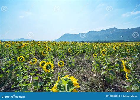 Large Sunflowers Fields In Nature With Mountain Background Stock Image