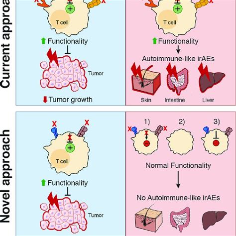 The Yin And Yang Of Co Inhibitory Receptors Schematic Representation