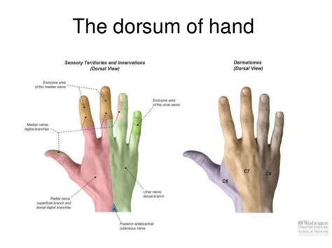Cbl Cubital Fossa Forearm And Hand