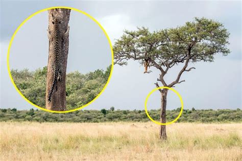 Can You Spot The Leopard In This Tree Big Cat Has Mind Boggling