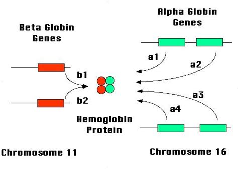 When thalassemia is called alpha or beta, this refers to the part of hemoglobin that isn't being made. Hemoglobin has: 4 gene loci for "α" chain + 2 gene loci ...