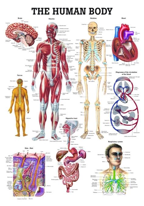 Watch structure basics for an introduction to structure principles. The Human Body Chart - Clinical Charts and Supplies