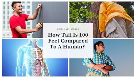 How Tall Is 100 Feet Compared To A Human Measuring Stuff