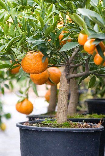 Orange Tree Potted Fruit Trees Aquaponics Container Gardening