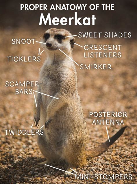 Meerkat Anatomy Meerkat Anatomy Animals