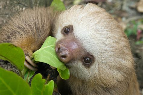 What Do Sloths Eat Sloth Diet Food And Digestion Sloco