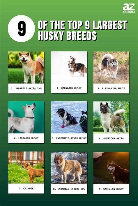 Discover The Top 9 Largest Husky Breeds A Z Animals
