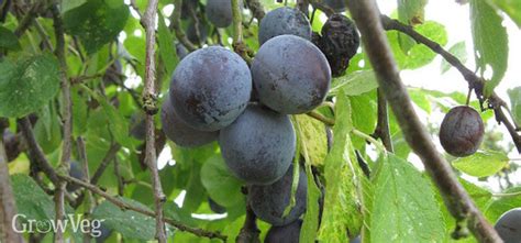 Insititia, or sometimes prunus insititia), also archaically called the damascene, is an edible drupaceous fruit. How to Grow, Prune and Use Damsons