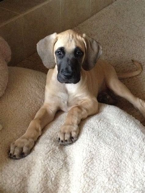 After you've found the puppy for sale you want, click to observe the specifics. Can't wait to get our Great Dane Fawn puppy in the spring ...