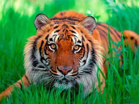 Разновидности Тигров Фото И Названия Telegraph