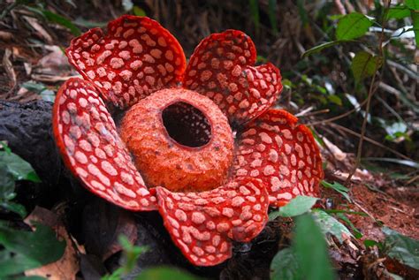 Rafflesiacantleyi Its A Big Flower That Smells Of Meat But Only For