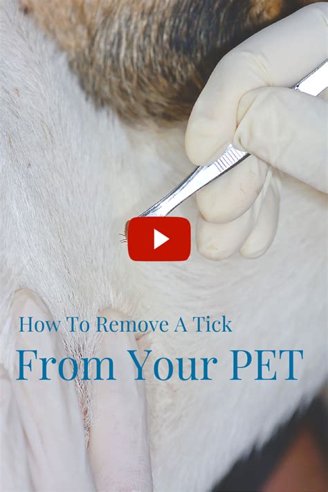 Remove Tick From Cat With Alcohol Cat Meme Stock Pictures And Photos