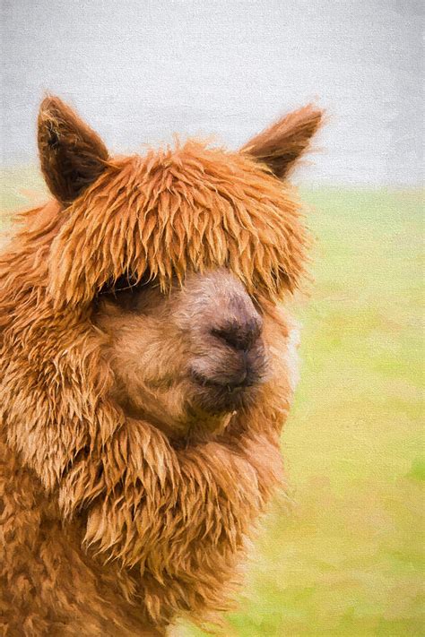 Alpaca Portrait Like Llama Illustration Like Oil Painting With Long