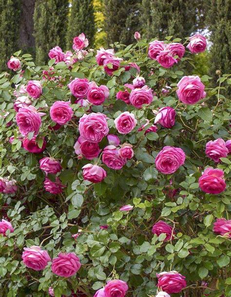 Rosier Cyclamen Pierre De Ronsard Pink Eden Rose Margar Rosa X