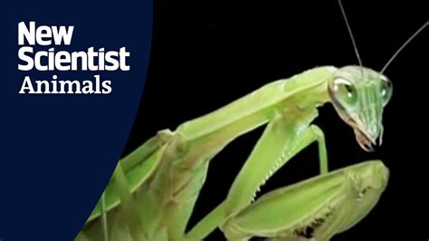 Female Praying Mantis Eats Her Lover During Sex Youtube