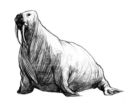 David Lupton Illustration Walrus Sketch