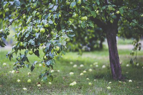 Apple Tree In The Backyard Free Photo Rawpixel