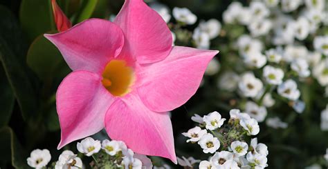 Ask Wet And Forget Beautiful Mandevilla Colors For Your Garden Plus How