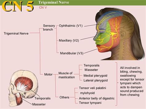Trigeminal Nerve Ophthalmic Branch
