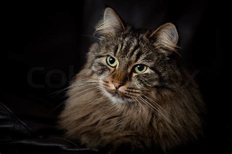 Portrait Of Norwegian Forest Cat With Selective Light Lying On A Couch