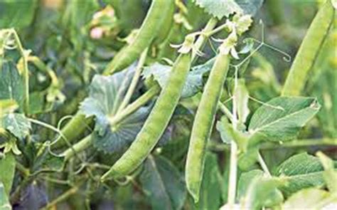 Peas Lincoln Heirloom Organic Non Gmo Seeds A Great Tasting Pea F