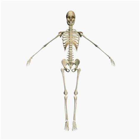 Female Human Skeleton Side View