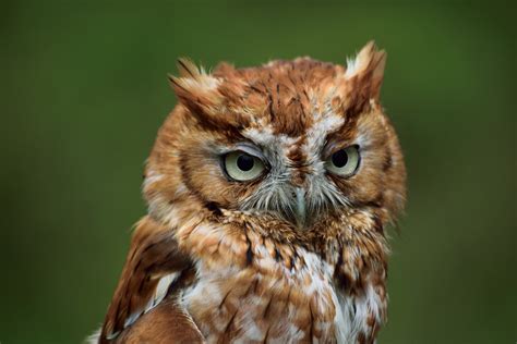 Profile Of An Eastern Screech Owl City Wildlife