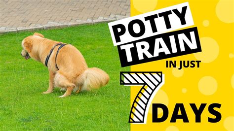 How To Potty Train Your Golden Retriever In 7 Days Youtube