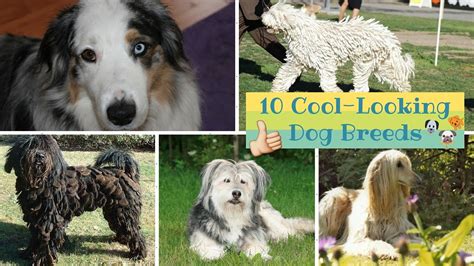 Top 10 Cool Looking Dog Breeds Youtube