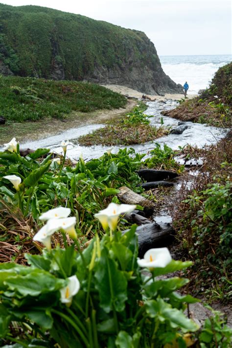 Hiking Calla Lily Valley Garrapata State Park