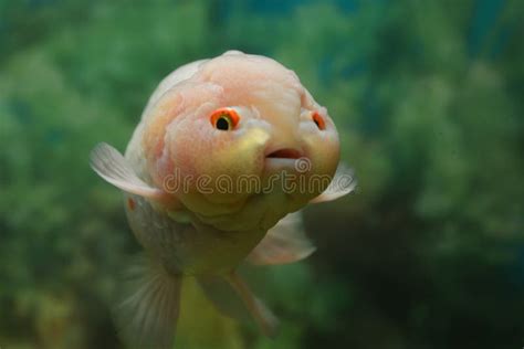 Cute Fish Royalty Free Stock Photography Image 31057997